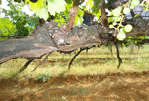 Grape mealy bug