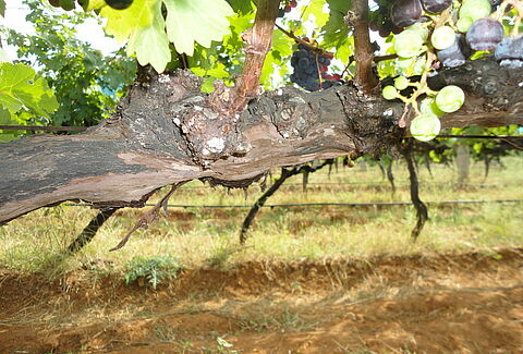 Grape mealy bug