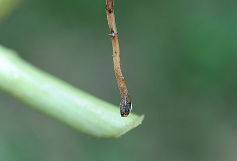 Black root rot of cucurbits