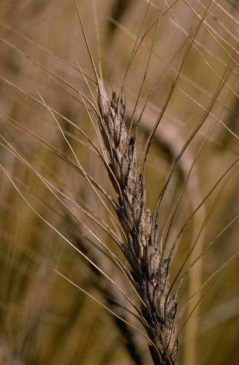 Damage on wheat caused by headblight Gibberella zeae (Fusarium)