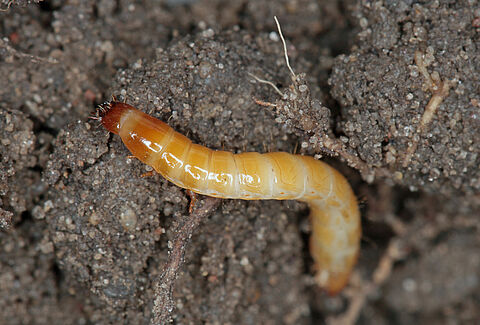 Click beetles