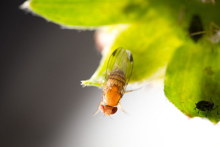 Adult form of the fruit fly Spotted Wing Drosophila Drosophila suzukii