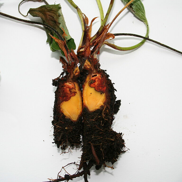 Strawberry roots infected with Pestalotiopsis clavispora