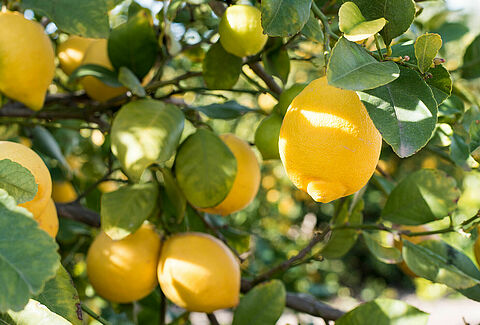 Lemon