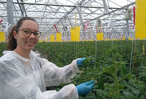 Nematodes established solution for Nesidiocoris in France