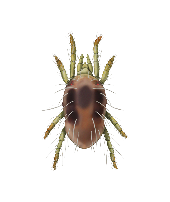 Tetranychus urticae adult female