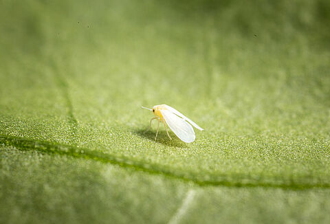Greenhouse whitefly