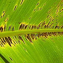 Banana plant damage caused by Black Sigatoka disease Mycosphaerella fijiensis