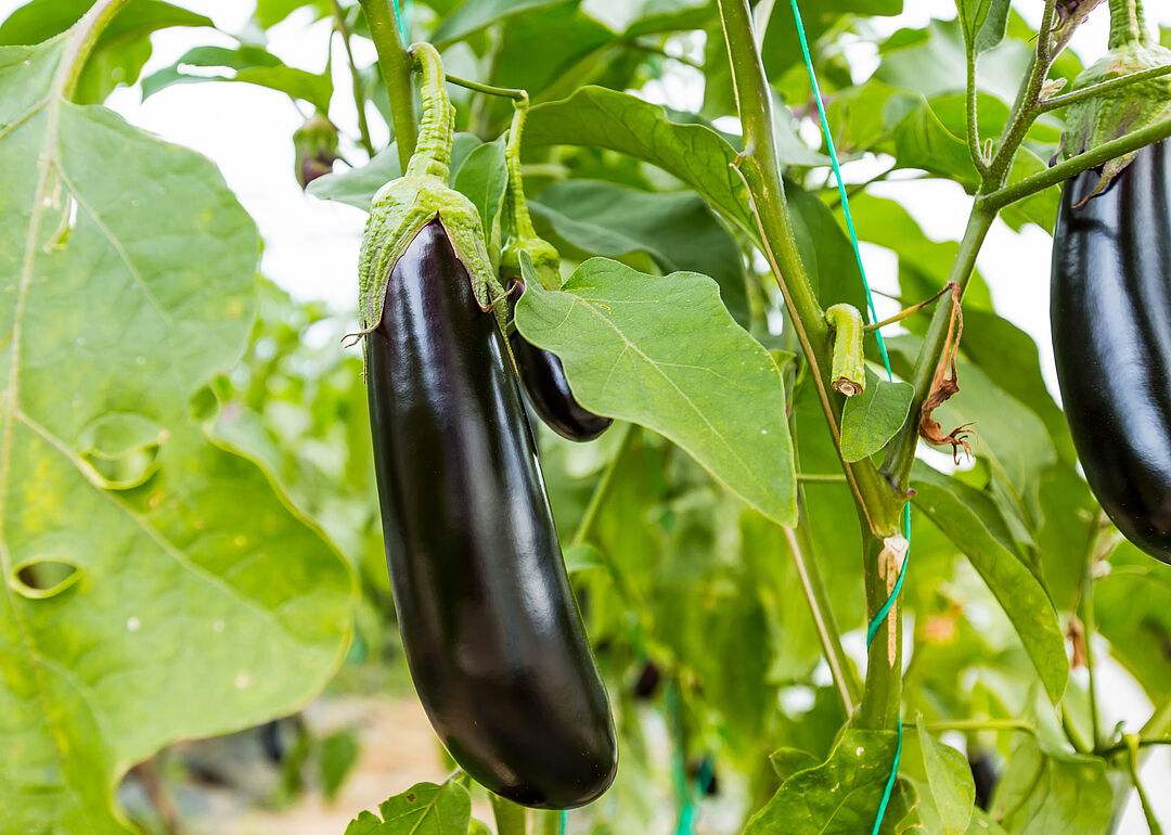 Eggplant | Koppert India