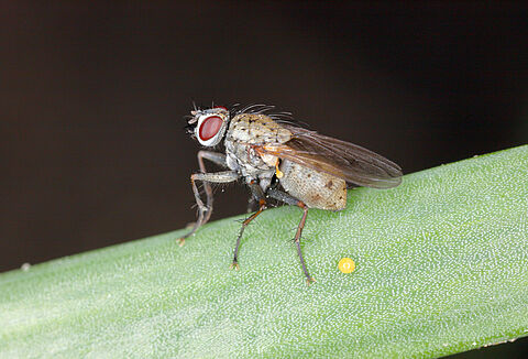 Onion fly