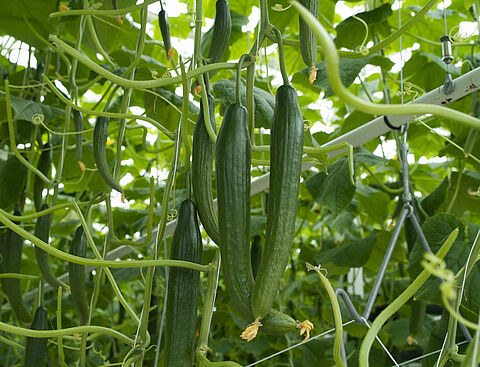 Cucumber