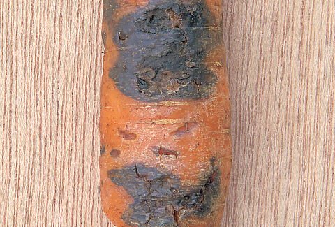 Black rot of carrots