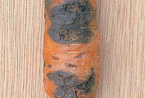 Black rot of carrots