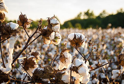 Cotton