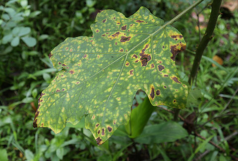 Cercospora leaf spot