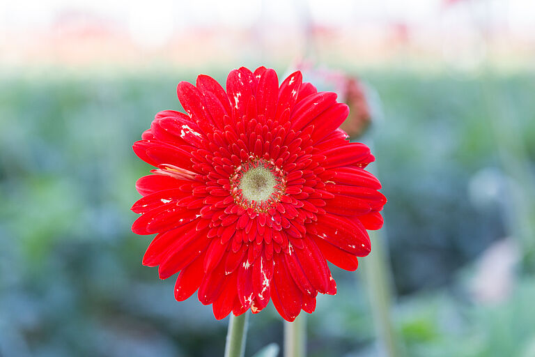Western Flower Thrips Frankliniella occidentalis damage on a chrysanthemum flower