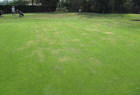 Black leg of seedlings