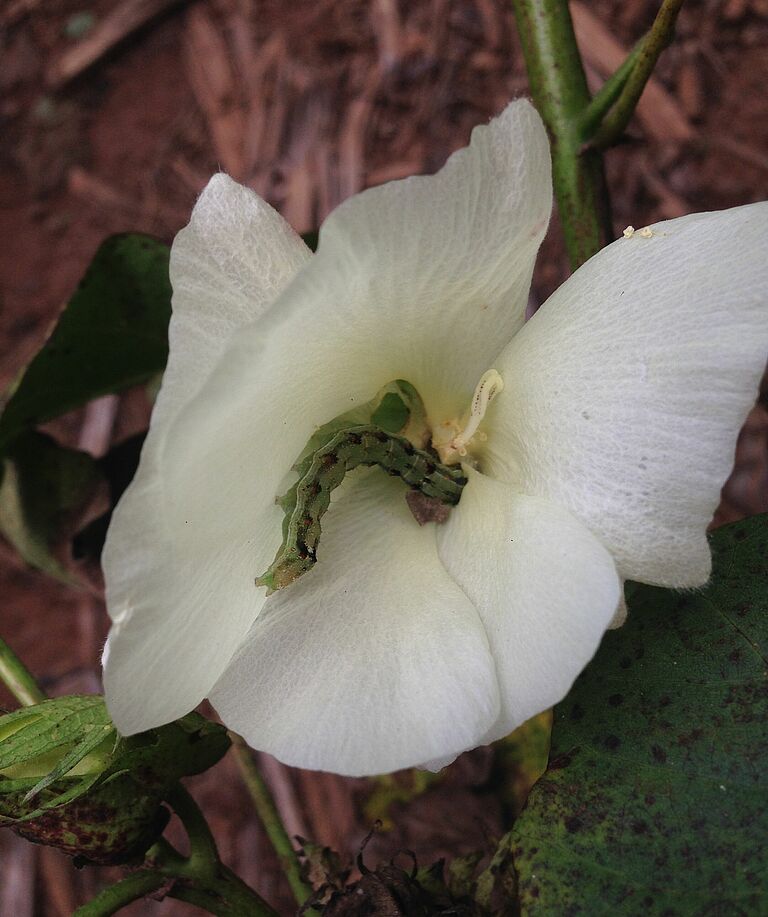 Cotton damage caused by the Cotton bollworm Helicoverpa armigera