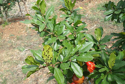 Pomegranate bacterial blight