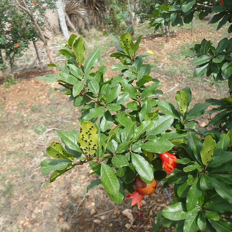 Xanthomonas citri pv. punicae Bacterial blight of pomegranate
