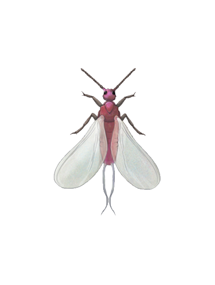 Planococcus citri adult male