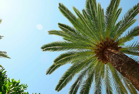 Palm trees