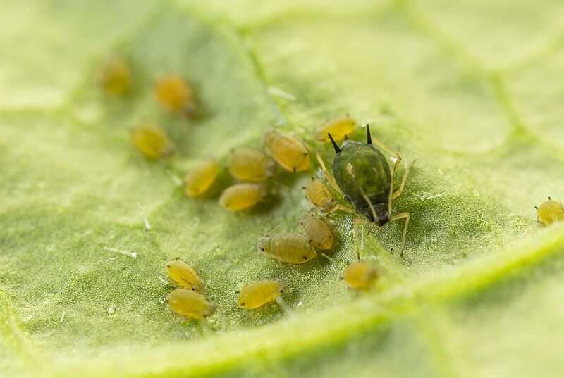 Cotton aphid Aphis gossypii on leaf