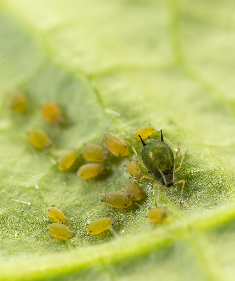 Cotton aphid Aphis gossypii on leaf