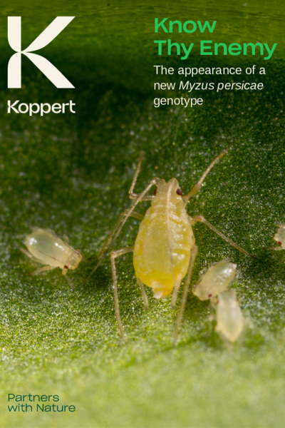 Whitepaper new Myzus persicae genotype