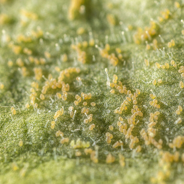Tobacco whitelfy Bemisia tabaci infestation on leaf