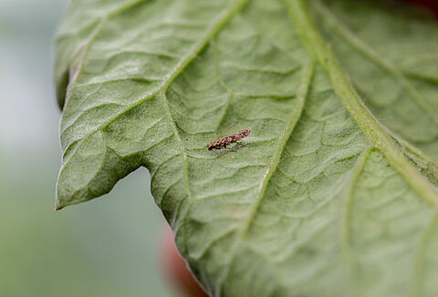 Tomato leafminer