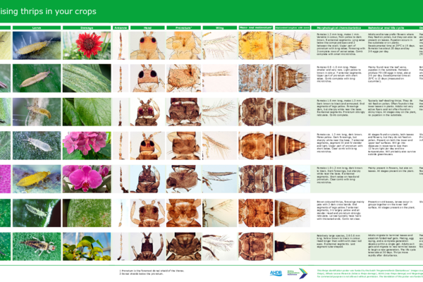 Thrips Identification Guide