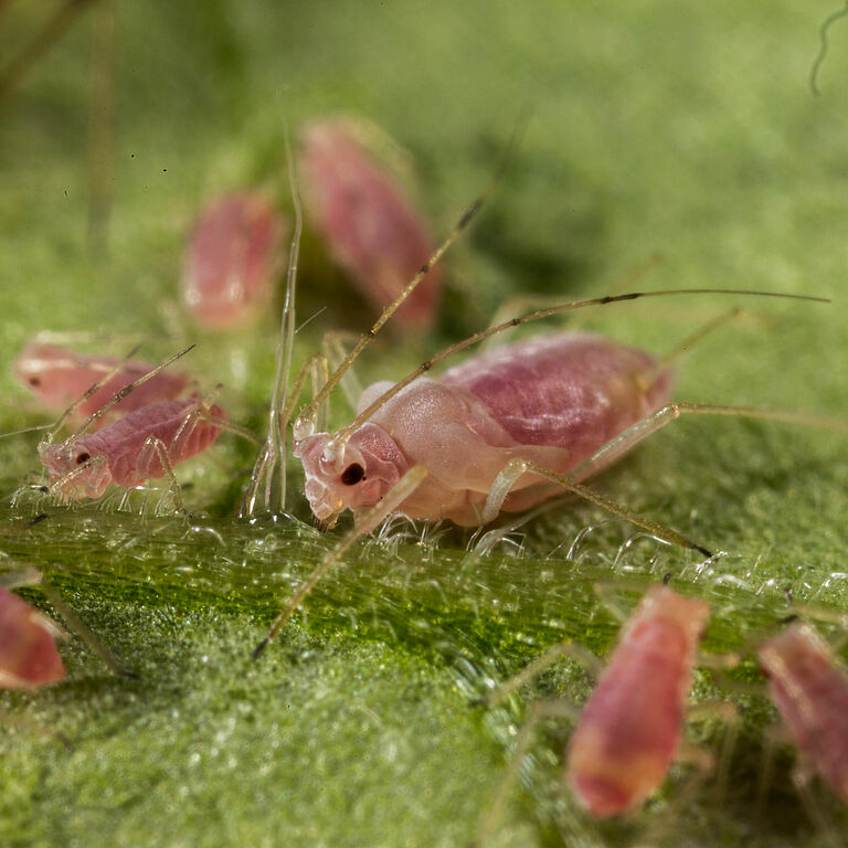 Potato aphid Macrosiphum euphorbiae