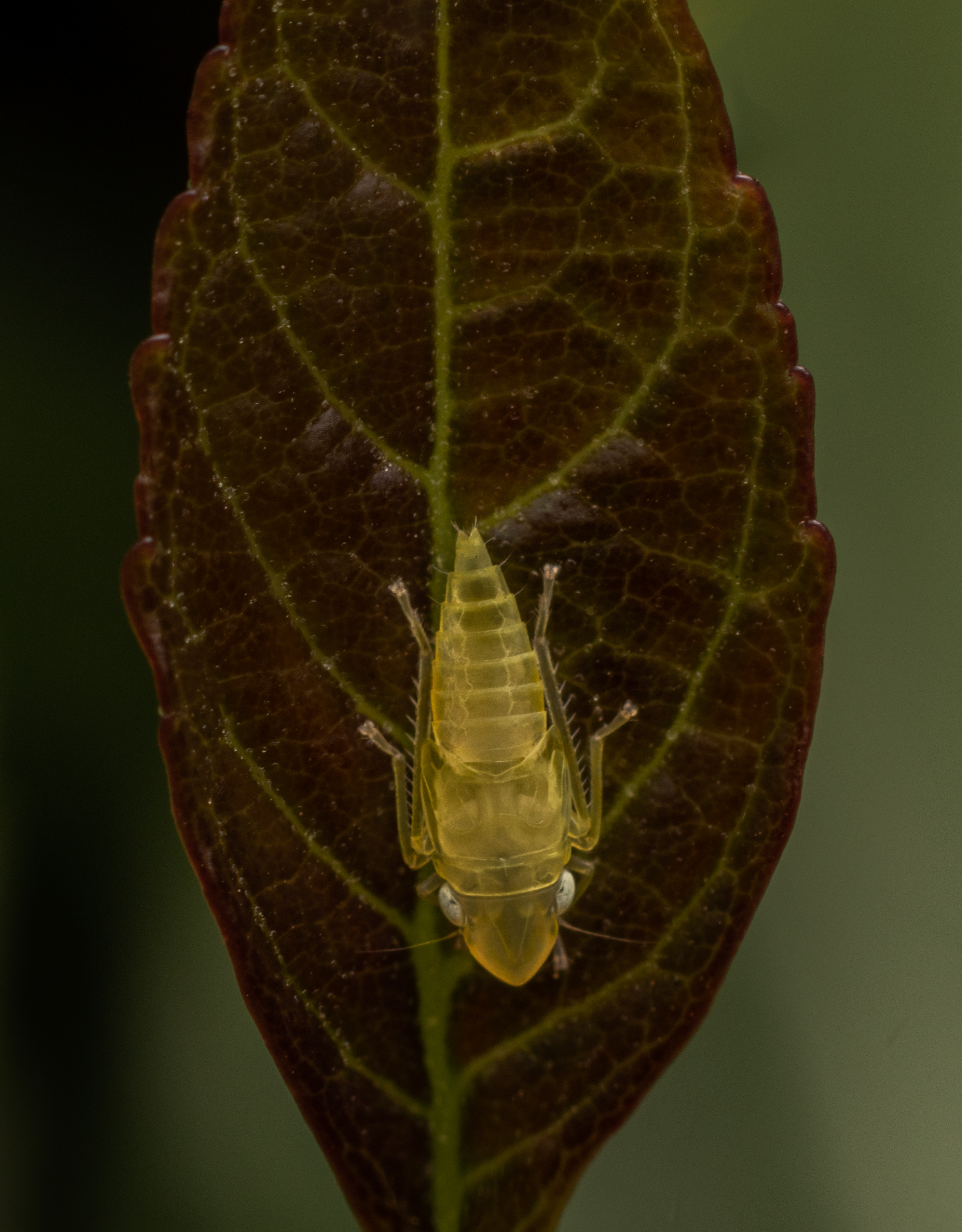 American vine leafhopper