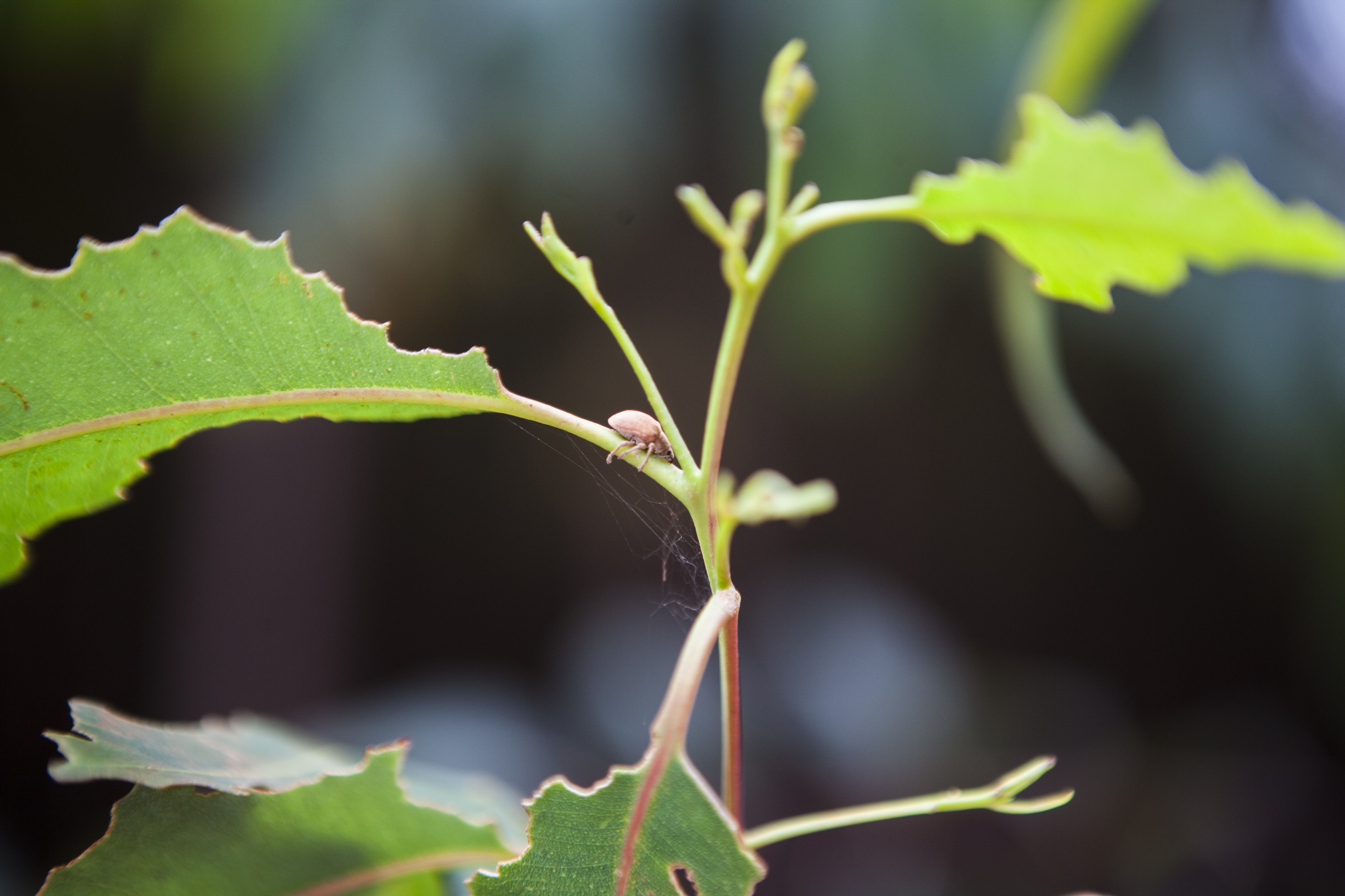 Eucalyptus snout beetle